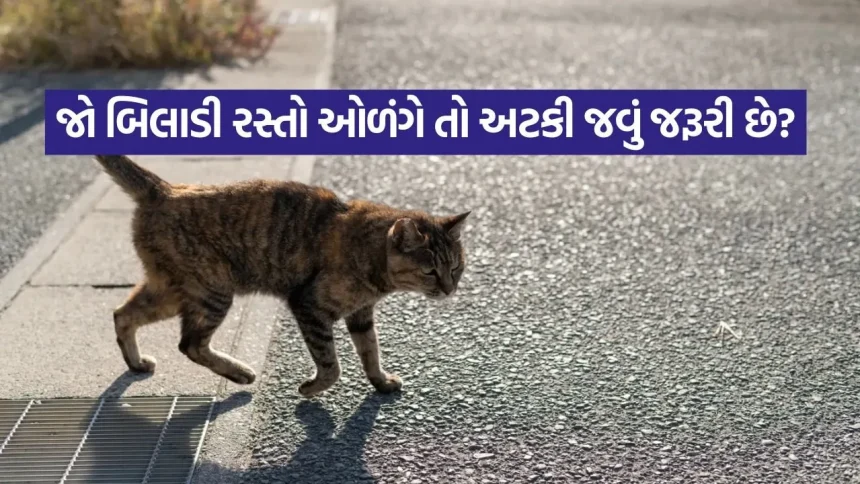 ખરાબ શુકન ટાળવાની રીત: બિલાડી રસ્તો કાપે ત્યારે પાણી પીવું કે પાન ચાવવું? જાણો અસરકારક તોડ. 1 CAT 2404.jpg.webp
