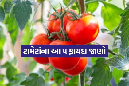 Tomato 1804.jpg.webp
