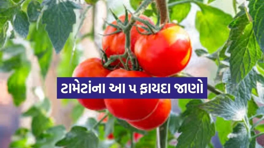 ટામેટાં ખાવાના ચોંકાવનારા ફાયદા: વિટામિન્સનો ભંડાર અને ગંભીર રોગો સામે રક્ષણ 1 Tomato 1804.jpg.webp