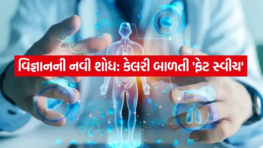 શું તમે જાણો છો? તમારી ચરબી પણ કેલરી બાળી શકે છે! વૈજ્ઞાનિકોની નવી શોધ 1 Fat switch 1405.jpg.webp