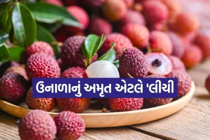 Lychee 2905.jpg.webp