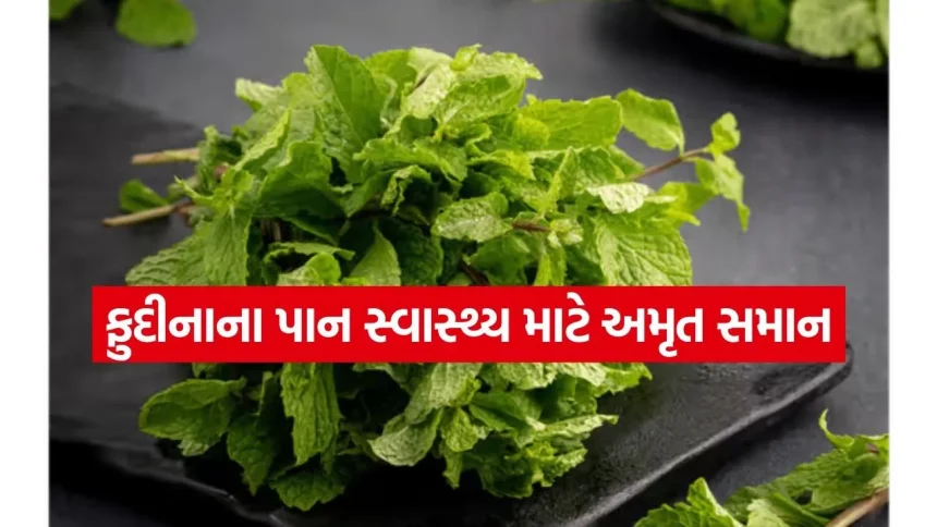 સવારે ખાલી પેટે ફુદીનાના પાન ચાવવાના શરૂ કરો, આ ૪ સમસ્યાઓથી મળશે કાયમી છૂટકારો 1 Mint 2905.jpg.webp