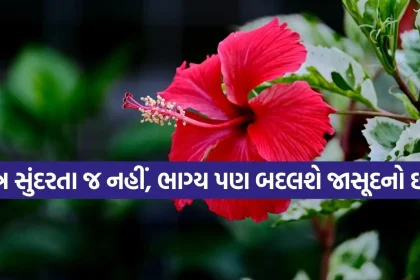 1781605255 Copy of Satya web temp 65.jpg.webp