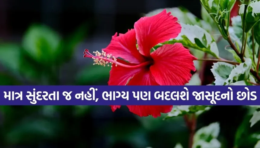 ચમત્કારી છે જાસૂદનો છોડ! હનુમાનજી અને સૂર્યદેવની કૃપા મેળવવાનો અચૂક જ્યોતિષીય ઉપાય 1 1781605255 Copy of Satya web temp 65.jpg.webp