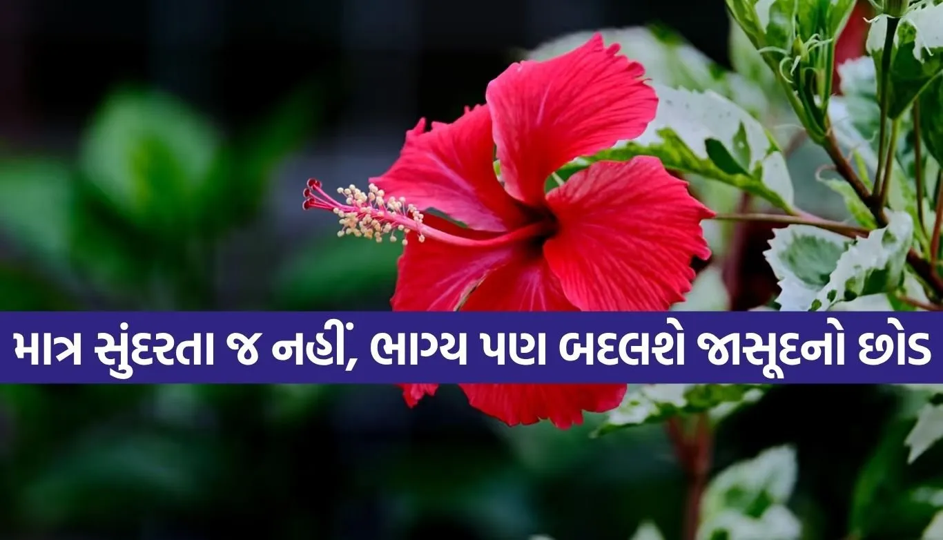 1781605255 Copy of Satya web temp 65.jpg.webp