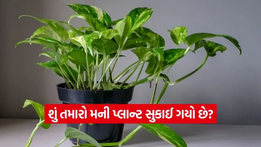 મની પ્લાન્ટ વધી નથી રહ્યો? તો આ 6 ભૂલો તરત બંધ કરો, છોડ બની જશે ઘટાદાર! 1 India 2026 06 20T180738.349.jpg.webp