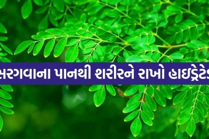 Moringa 0406.jpg.webp