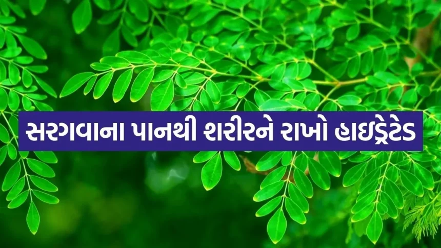 Moringa 0406.jpg.webp