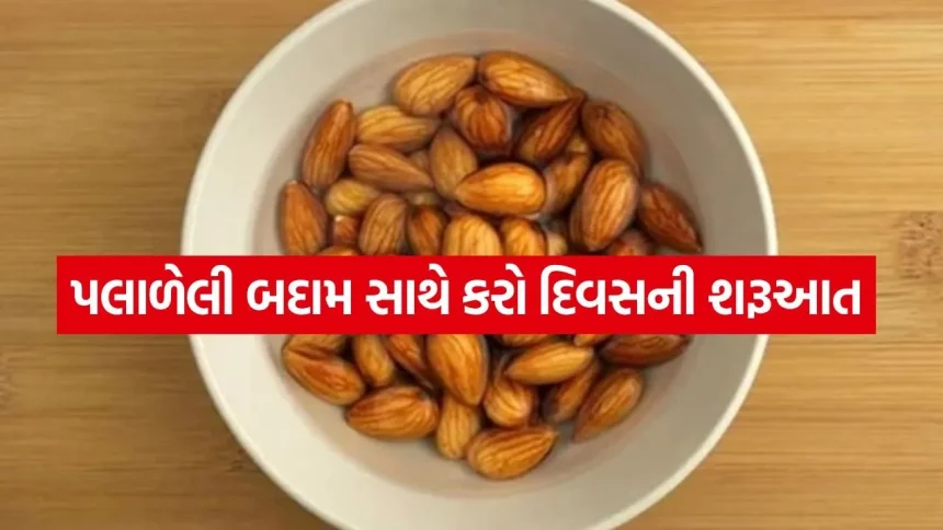 રોજ સવારે માત્ર 5 પલાળેલી બદામ ખાવાની શરૂ કરો 1 Almond 3004.jpg.webp