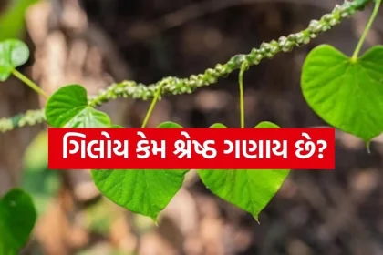 Giloy 1804.jpg.webp