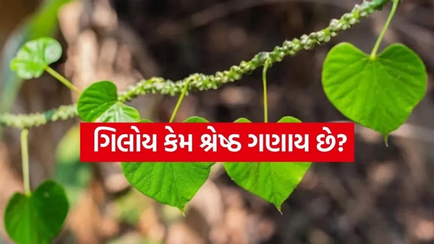 સવારે ખાલી પેટ ગિલોયના પાન ખાવાના ઘણા ફાયદા, આ 5 બીમારીઓથી રાહત મળશે 1 Giloy 1804.jpg.webp