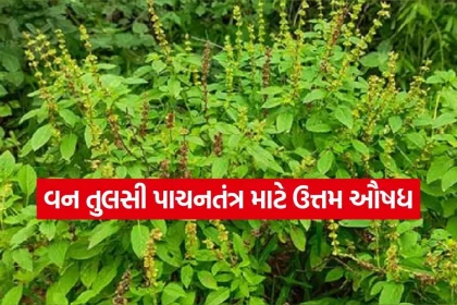 Van Tulsi 2607.jpg.webp