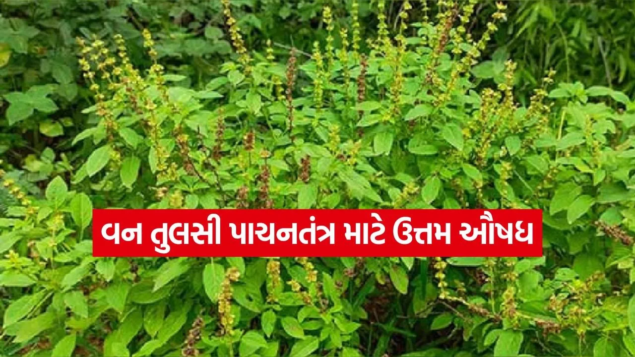 Van Tulsi 2607.jpg.webp