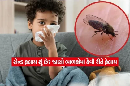 fly.jpg.webp