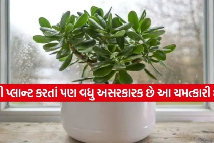 1787060764 Copy of Satya web temp 31.jpg.webp