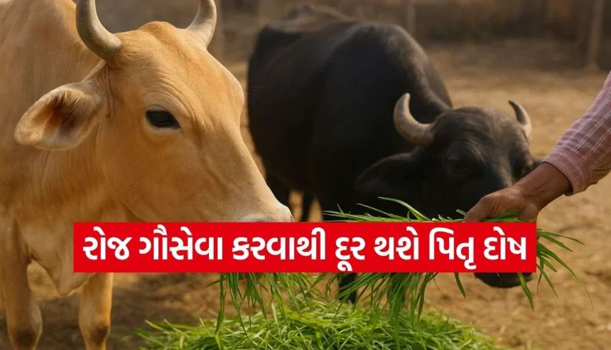 ગાયને રોજ લીલું ઘાસ ખવડાવવાથી મળે છે પુણ્ય, ખુલે છે ભાગ્ય અને દૂર થાય છે પિતૃ દોષ 1 1787205042 Copy of Satya web temp 8.jpg.webp
