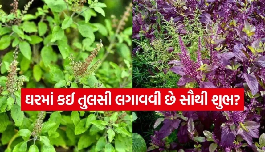 ઘરમાં કઈ તુલસી લાવવાથી વધે છે ધન-સંપત્તિ? જાણો રામા અને શ્યામા તુલસી વચ્ચેનો સાચો તફાવત 1 Copy of Satya web temp 37.jpg.webp