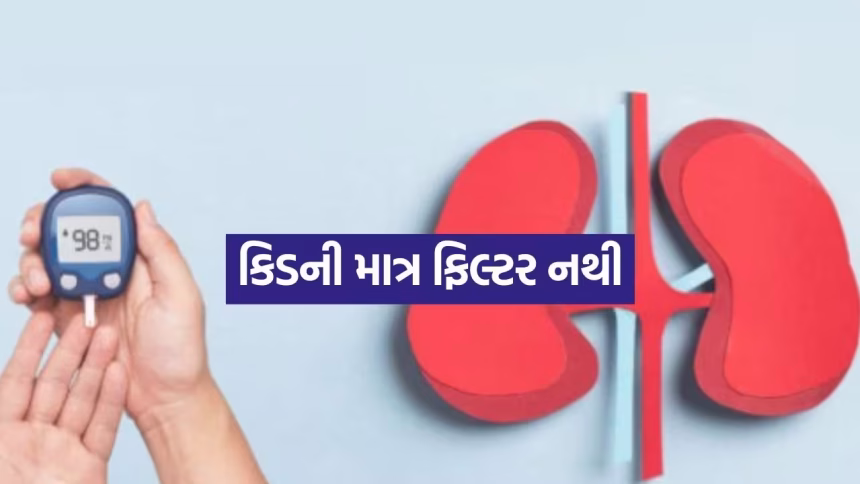 ઉપવાસમાં કિડની બનાવે છે ગ્લુકોઝ: જાણો શરીરમાં કેવી રીતે થાય છે આ અનોખી પ્રક્રિયા 1 Kidney And Diabetes 1608.jpg.avif