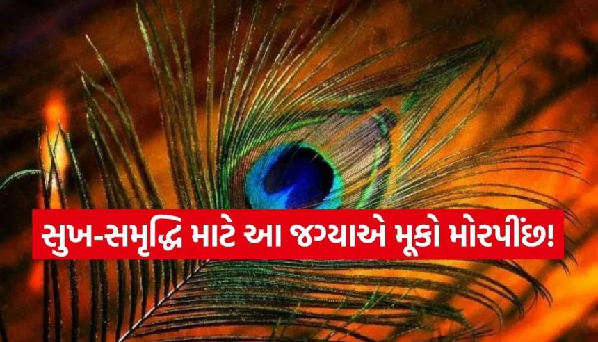 કિસ્મત અને જીવન બદલી નાખશે ઘરમાં રાખેલું મોરપીંછ! જાણી લો વાસ્તુના આ ચમત્કારી નિયમો 1 Peacock Feather.jpg.webp
