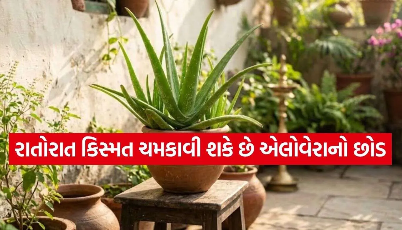 Aloe Vera.jpg.webp