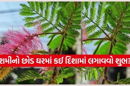 Shami Plant 2.jpg.webp