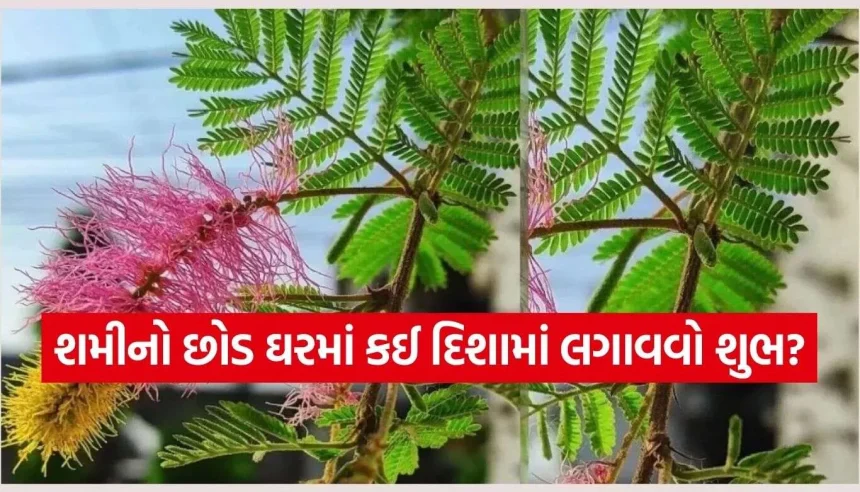ઘરમાં ભૂલથી પણ આ દિશામાં ન લગાવતા શમીનો છોડ, થઈ શકે છે મોટું નુકસાન! 1 Shami Plant 2.jpg.webp