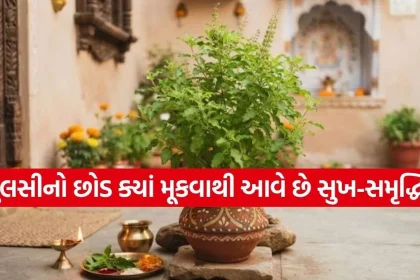 Tulsi Plant.jpg.webp
