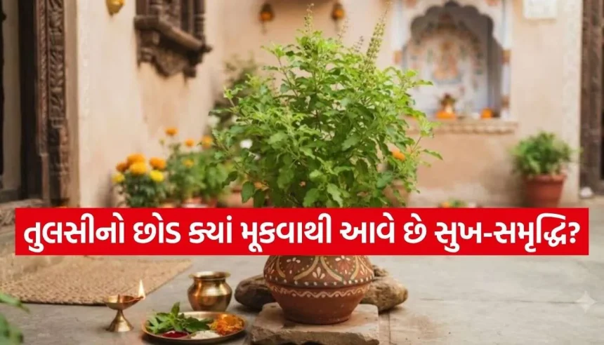 Tulsi Plant.jpg.webp