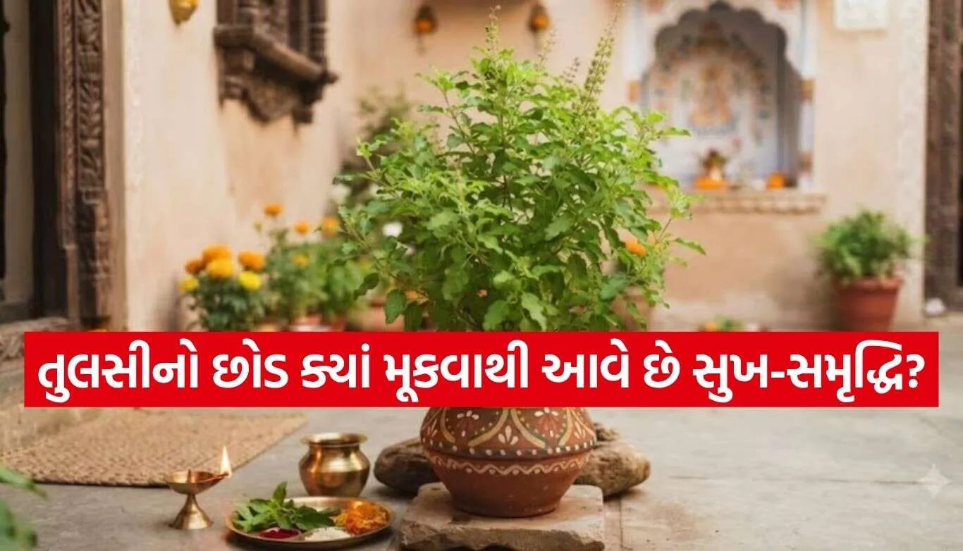 Tulsi Plant.jpg.webp