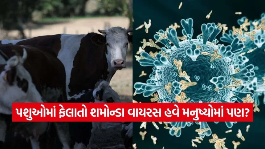 ફ્રાન્સમાં શમોન્ડા વાયરસનો પ્રથમ માનવ કેસ, દર્દીનું મોત! WHOએ શું કહ્યું? 1 iNDIA 2026 10 22T232422.298.jpg.webp